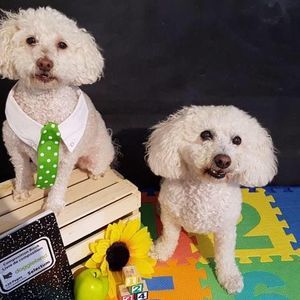 Meet your Posher, Bernardina